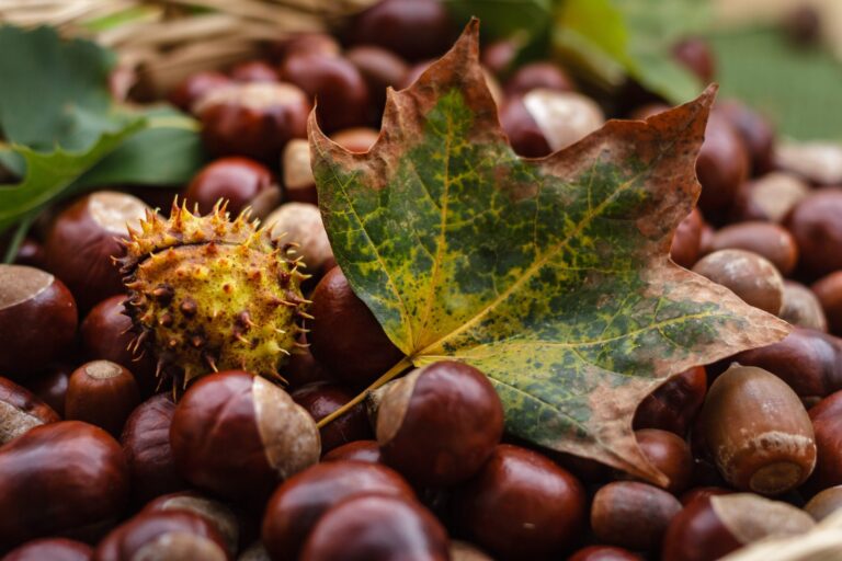 CASTAGNE