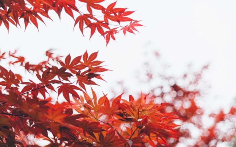 beautiful-branch-bright-2275453